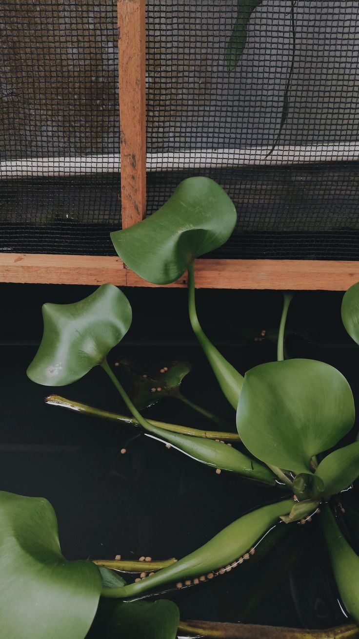 Eceng Gondok di Sungai